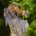 Pine marten on trunk in forest at night