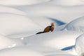 Pine Martin in deep snow