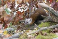 A pine Martin fixing to pounce on prey