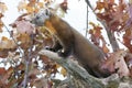 A pine Martin looking over his territory