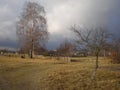 Birch in the foreground, forest behind the village , autumn, tree shadows