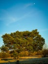 Pine and moon in eveninig sun Royalty Free Stock Photo