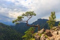 Pine, most famous tree in Pieniny Mountains