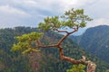 Pine, most famous tree in Pieniny Mountains