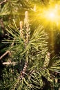 Pine mountain. Needles and buds in the sun Royalty Free Stock Photo
