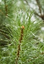 Pine needle