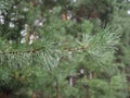 Pine needle with big dewdrops after rain Royalty Free Stock Photo