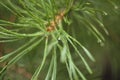 A pine needle with big dewdrops after rain Royalty Free Stock Photo