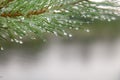 Pine needle with big dewdrops after rain Royalty Free Stock Photo