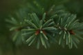 Pine needle branch