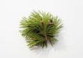 Pine needle cluster Royalty Free Stock Photo