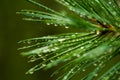 Pine needle with dewdrops