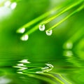 Pine needle with dewdrops Royalty Free Stock Photo