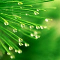 Pine needle with dewdrops Royalty Free Stock Photo