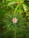 Pine needle diverge from the center. Closeup of a pine tree branch