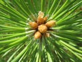 Pine Needles Royalty Free Stock Photo