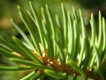 Pine Needles Royalty Free Stock Photo