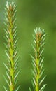 Pine needles Royalty Free Stock Photo