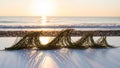 Pine Needles Arranged Like Waves on a White Surface with Ocean Sunset Royalty Free Stock Photo