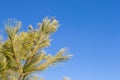 Pine needles on branch against clear cloudless blue sky