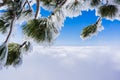 Pine needles and branches covered in ice; sea of clouds and blue sky in the background; Mount San Antonio Mt Baldy, California Royalty Free Stock Photo