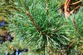 Pine needles and buds close-up. Beautiful natural background