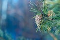 Pine needles close up in sunny day Royalty Free Stock Photo