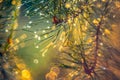 Pine needles closeup Royalty Free Stock Photo