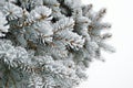 Pine needles covered with frost in the winter woods