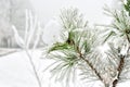 Pine needles covered with frost in the winter woods