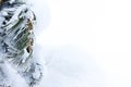 Pine needles covered with snow and a young hotshot Royalty Free Stock Photo