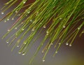 Pine needles with dew drops