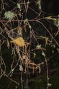 Pine needles and dew in web in Caledonian forest in Scotland Royalty Free Stock Photo