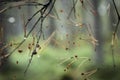 Pine needles and dew in web in Caledonian forest in Scotland Royalty Free Stock Photo