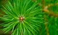 Pine needles diverge from the center. Pine needles close up. Pine, green sprig of pine Royalty Free Stock Photo