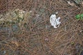 Pine needles and dried fallen leaves abstract horizontal nature background