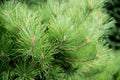 Pine needles, evergreen tree outdoor. Closeup Royalty Free Stock Photo