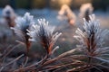 pine needles with frost clinging to tips