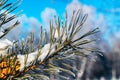 Pine needles in hoarfrost against the winter blue sky Royalty Free Stock Photo