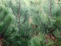 Pine needles Royalty Free Stock Photo