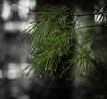 Pine needles in the rain