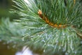 Pine Needles After Rain Royalty Free Stock Photo