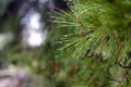 Pine needles with rain drops