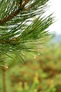 Pine needles with rain drops