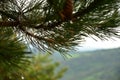 Pine needles with rain drops