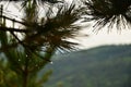 Pine needles with rain drops