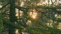 Pine Needles In Rays Of Sunset. Water Drop On Pine-Needle In Sunset. Spruce Branches After Rain. Pan. Royalty Free Stock Photo