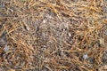 Pine needles on the sand in the forest. Natural background or texture Royalty Free Stock Photo