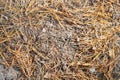 Pine needles on the sand in the forest. Natural background or texture Royalty Free Stock Photo