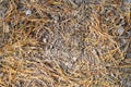 Pine needles on the sand in the forest. Natural background or texture Royalty Free Stock Photo